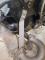 Bracket Heat Exchanger Support Front Right Bus '75-'78